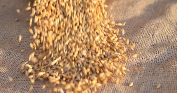 Arpa Taneleri Çuval Bezine Dökülür Tahıl Hasadı Bira Üretimi Için — Stok video