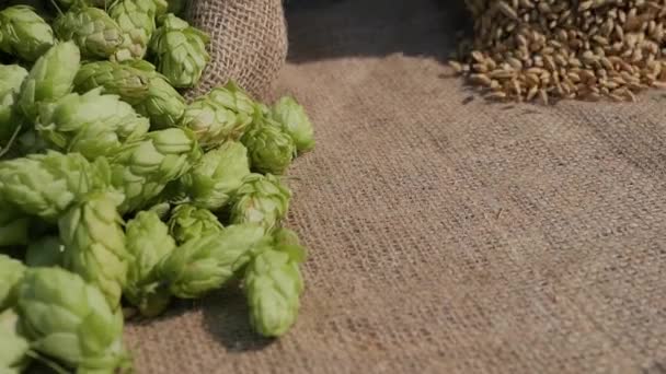 バーレーの穀物とホップコーンがバーラップに注がれている 穀物の収穫について ビール生産のための製品 — ストック動画