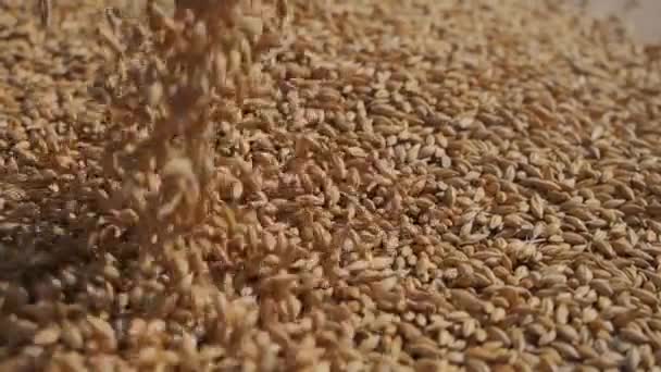 Ячмінні Зерна Наливають Мішковину Зерновий Урожай Продукт Виробництва Пива — стокове відео