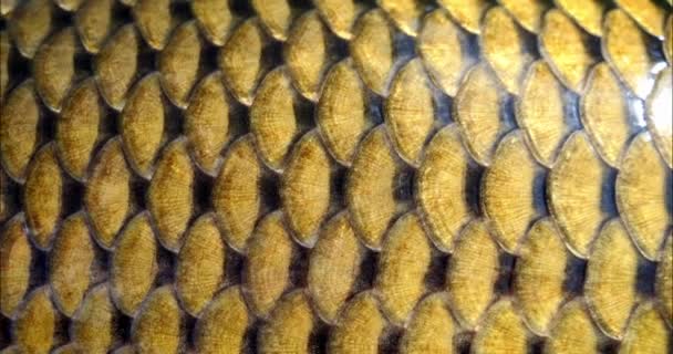 Rybí Šupiny Rybě Struktura Kaprské Kůže Velká Rybí Mrtvola — Stock video