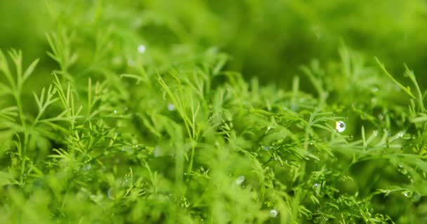 緑とふわふわのディルの若い芽 グリーンクローズアップのベッド 自然からのミクログリーンとビタミン — ストック動画