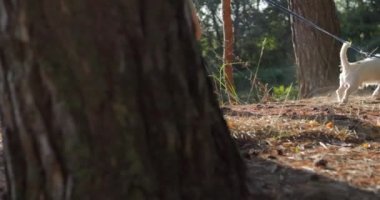 Anne ve kızı doğada dinleniyor ve köpeği gezdiriyorlar. Ormanda temiz hava al ve park et.. 