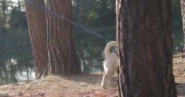 Anne ve kızı doğada dinleniyor ve köpeği gezdiriyorlar. Ormanda temiz hava al ve park et.. 
