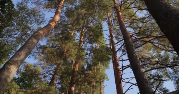 Κοίτα Τις Κορυφές Των Δέντρων Από Κάτω Πάιν Κορμός Και — Αρχείο Βίντεο