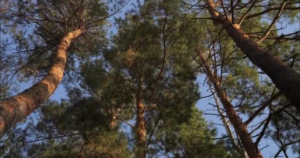 Κοίτα Τις Κορυφές Των Δέντρων Από Κάτω Πάιν Κορμός Και — Αρχείο Βίντεο