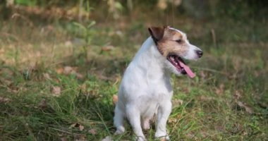 Parktaki çimlerde duran sevimli köpeğin portresi.