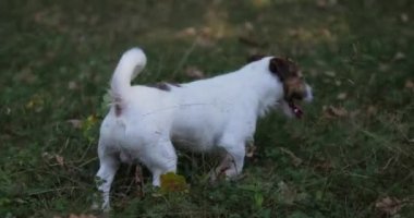 Parkta ya da ormanda gezinen sevimli bir köpek.