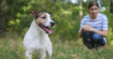 Köpek sahibi köpek arka planda köpek