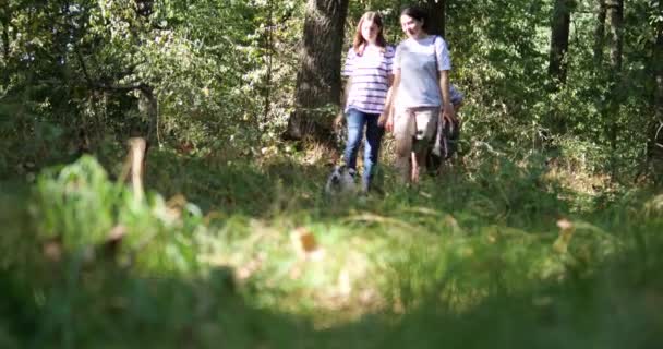Οικογενειακό Περπάτημα Σκυλί Στο Δάσος — Αρχείο Βίντεο