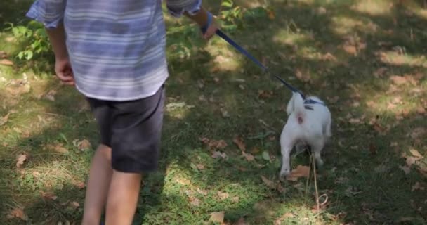 Boy Walking Dog Forest — Stock Video