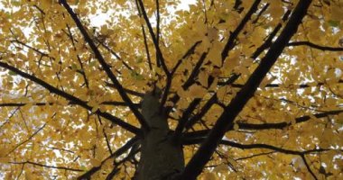 Sonbahar ormanlarında ağaçların dallarındaki güzel renkli yapraklar.