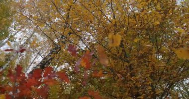 Sonbahar ormanlarında ağaçların dallarındaki güzel renkli yapraklar.