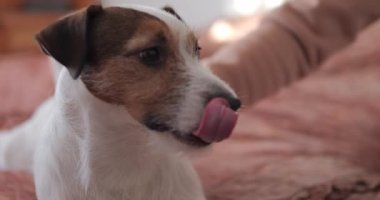  Kadın elleriyle Jack Russell 'ın kulaklarını okşuyor.