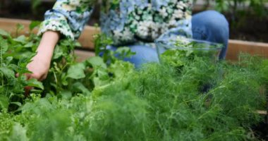 Kadın bahçe yatağında yeşil salata topluyor. Vejetaryen yemekleri pişirmek için organik sebzeler. Ispanak, dereotu, roka, marul, maydanoz...