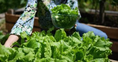 Kadın bahçe yatağında yeşil salata topluyor. Vejetaryen yemekleri pişirmek için organik sebzeler. Ispanak, dereotu, roka, marul, maydanoz...