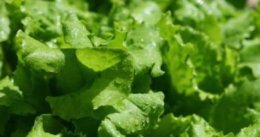 Bahçe yatağında yeşil marul suluyorum. Vejetaryen yemekleri pişirmek için organik sebzeler