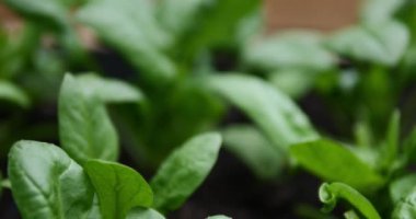 Bahçe yatağında yeşil salatalar. Vejetaryen yemekleri pişirmek için organik sebzeler. Ispanak, dereotu, roka, marul, maydanoz...