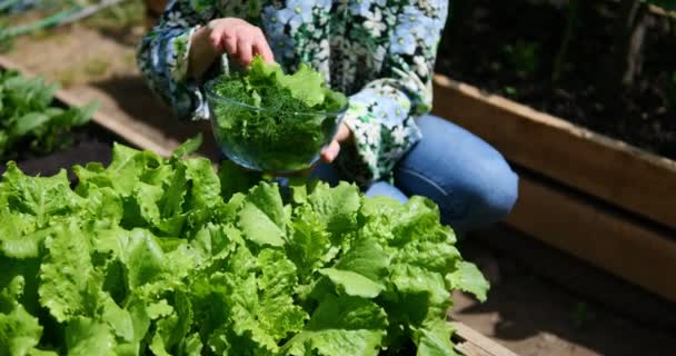 Woman Collects Green Salads Garden Bed Organic Greens Cooking Vegetarian — Stock Video