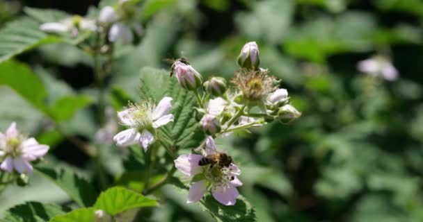 Bijen Zitten Witte Bloemen Verzamelen Honing Nectar Stuifmeel Blackberry Struik — Stockvideo