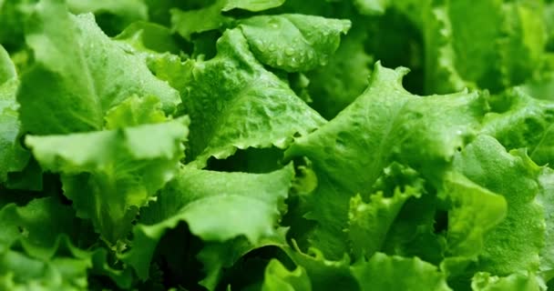 Поливать Зеленый Салат Садовой Кровати Органическая Зелень Приготовления Вегетарианских Блюд — стоковое видео