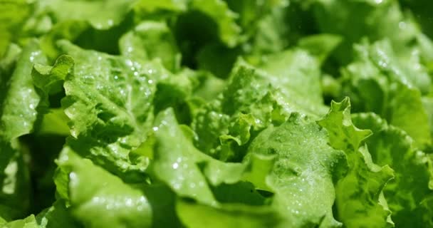 Riego Lechuga Verde Una Cama Jardín Verduras Ecológicas Para Cocinar — Vídeo de stock
