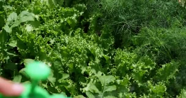 庭のベッドに緑のサラダを給水する ベジタリアン料理のオーガニックグリーン ほうれん草 ディル アルグラ レタス 農場のベッドのパセリ — ストック動画