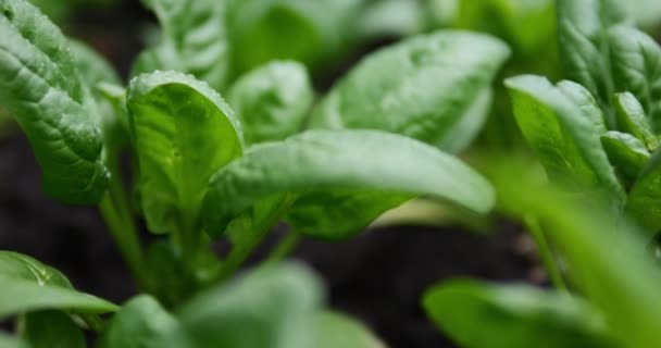 Groene Salades Een Tuinbed Biologische Greens Voor Het Koken Van — Stockvideo