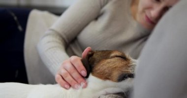 Kanepede köpekle yatmak. Sarıl ve evcil hayvanla oyna. Bir kadın Jack Russell 'ı eliyle okşuyor. Aşk köpeği.