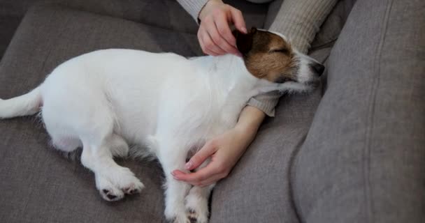 Kutyával Kanapén Ölelj Meg Játssz Háziállattal Egy Megsimogatja Jack Russellt — Stock videók