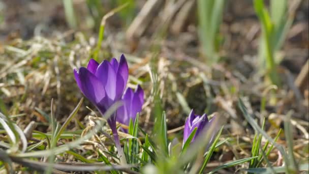Las Primeras Flores Primavera Son Las Gotas Nieve Cocodrilo Púrpura — Vídeos de Stock