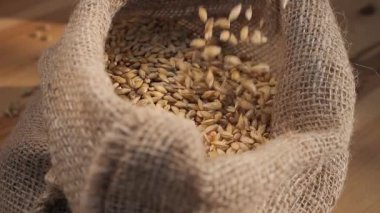 Çuvalda arpa taneleri. Tahıl hasadı torbalara ekilmek üzere hazırlanıyor. Fabrika ürününün kalitesini kontrol ediyorum. Taneleri elle dök