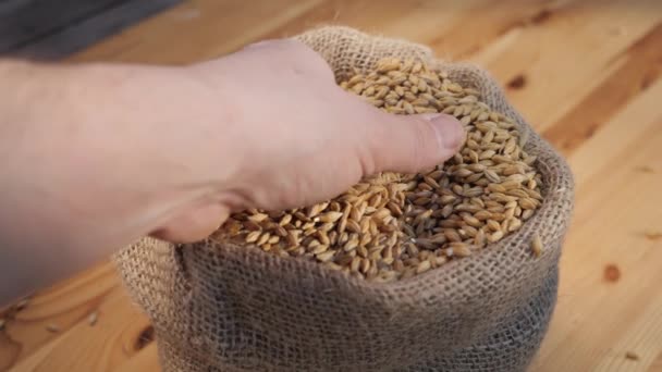 バリー グレインは袋に入れた 穀物の収穫は袋に播種するために準備されています 生産のための植物製品の品質をチェックします 手で穀物を注ぐ — ストック動画