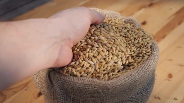 大麦在袋子里吃谷物 庄稼正准备装袋播种 检查工厂生产产品的质量 用手倒谷物 — 图库视频影像