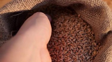 Çuvalda arpa taneleri. Tahıl hasadı torbalara ekilmek üzere hazırlanıyor. Fabrika ürününün kalitesini kontrol ediyorum. Taneleri elle dök