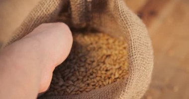 Çuvalda arpa taneleri. Tahıl hasadı torbalara ekilmek üzere hazırlanıyor. Fabrika ürününün kalitesini kontrol ediyorum. Taneleri elle dök