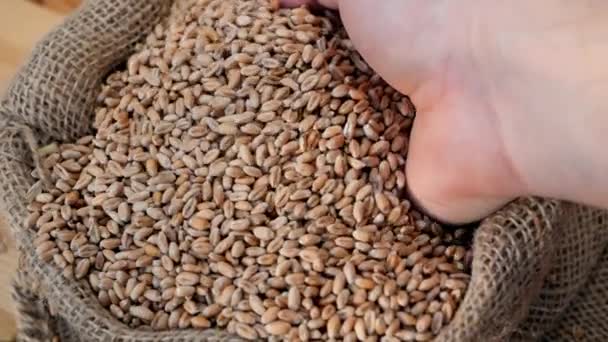 자루에 추수는 가방에 파종을 준비되고있다 생산을 제품의 검사하는 손으로 곡물을 — 비디오