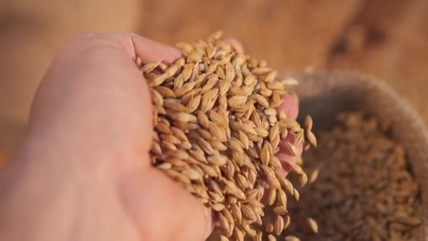 자루에 추수는 가방에 파종을 준비되고있다 생산을 제품의 검사하는 손으로 곡물을 — 비디오