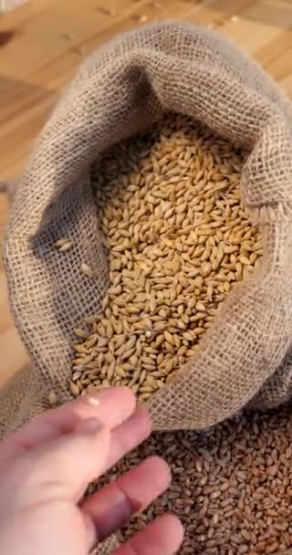 Boabe Orz Într Sac Recolta Cereale Este Pregătită Pentru Însămânțare — Videoclip de stoc