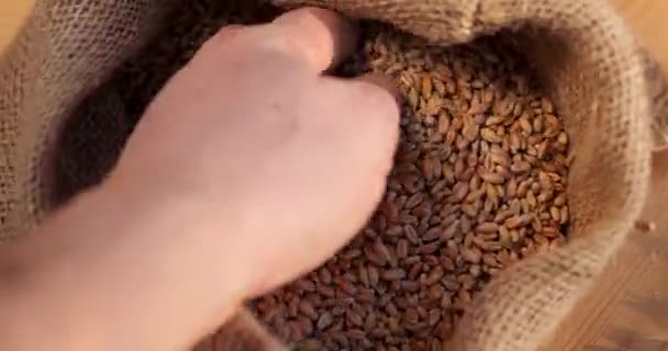Çuvalda Arpa Taneleri Tahıl Hasadı Torbalara Ekilmek Üzere Hazırlanıyor Fabrika — Stok video