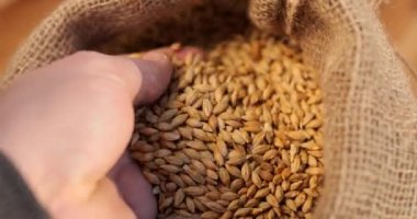 Çuvalda arpa taneleri. Tahıl hasadı torbalara ekilmek üzere hazırlanıyor. Fabrika ürününün kalitesini kontrol ediyorum. Taneleri elle dök