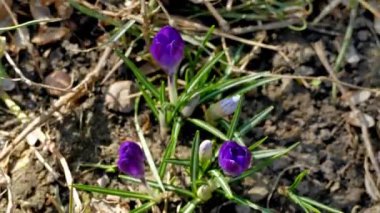 Baharın ilk çiçekleri mor krokus kardamlalarıdır. Doğanın uyanışının zamanı. Erken bahar çiçeklerinin açmasıyla. Güneş ışınlarıyla..