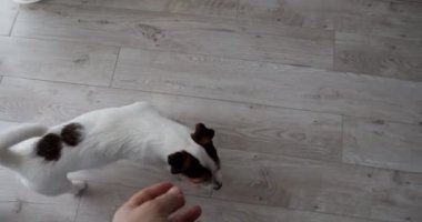 Bir köpek ve bir oyuncakla oyna. Bir Jack Russell 'a top atmak.