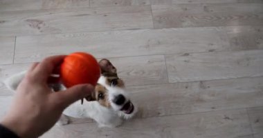 Bir köpek ve bir oyuncakla oyna. Bir Jack Russell 'a top atmak.
