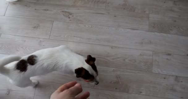 Brinca Com Cão Brinquedo Jogando Uma Bola Para Valete Russell — Vídeo de Stock