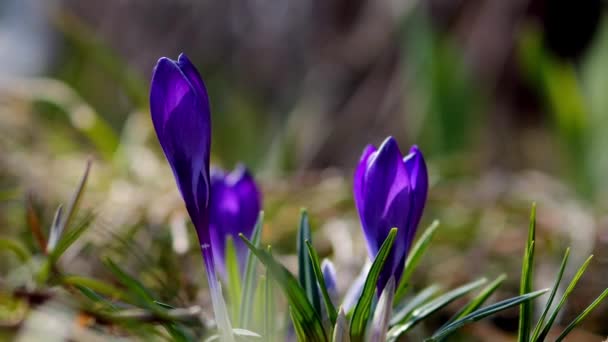 Tavasz Első Virágai Lila Crocus Hócseppek Természet Ébredésének Időrendje Kora — Stock videók