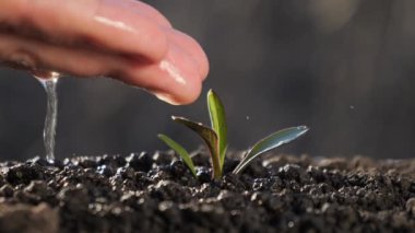 Avucunun içindeki filizi sula. Genç bir bitki topraktan filizleniyor. Bitkilerle, bitkilerle ve ekolojiyle ilgilenmek.