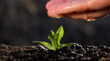 Avucunun içindeki filizi sula. Genç bir bitki topraktan filizleniyor. Bitkilerle, bitkilerle ve ekolojiyle ilgilenmek.