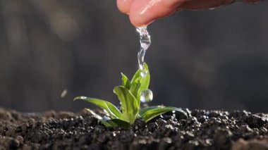 Avucunun içindeki filizi sula. Genç bir bitki topraktan filizleniyor. Bitkilerle, bitkilerle ve ekolojiyle ilgilenmek.