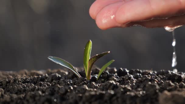用你的手掌给芽浇水 一棵幼小的植物从土壤中发芽 关心植物 植物和生态 — 图库视频影像