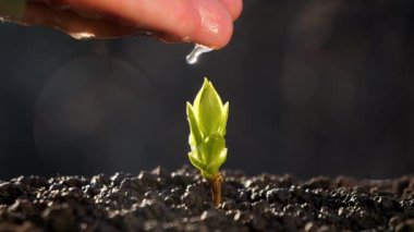 Avucunun içindeki filizi sula. Genç bir bitki topraktan filizleniyor. Bitkilerle, bitkilerle ve ekolojiyle ilgilenmek